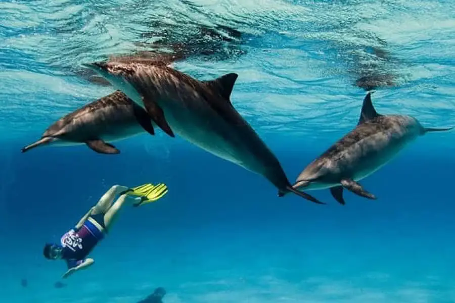 Snorkelers exploring vibrant coral reefs near Hurghada, with dolphins swimming gracefully in the crystal-clear Red Sea waters.